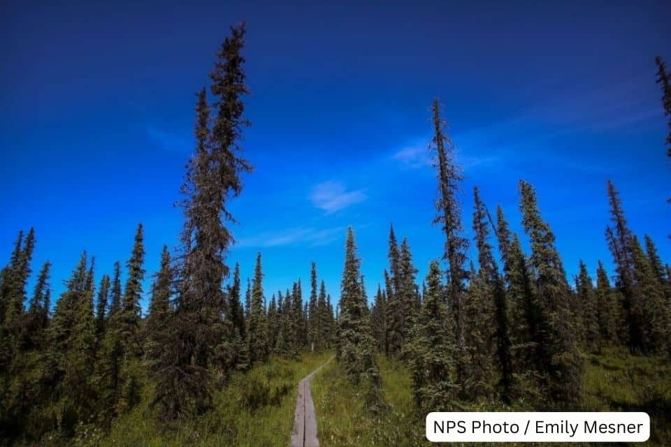 A straight path leading through a tall, skinny forest under a clear blue sky in the wilderness of Denali National Park.