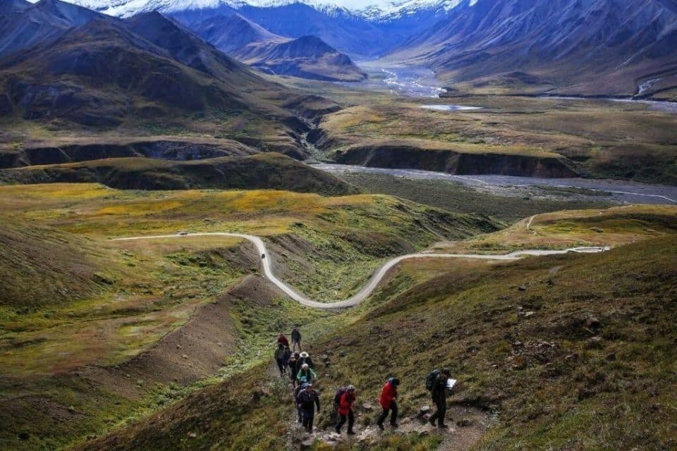 A group of hikers descending a winding dirt path through vibrant, autumn-colored tundra with majestic mountains ahead in Denali National Park.