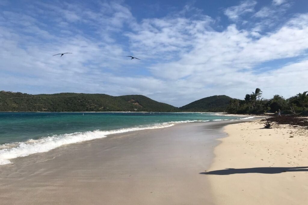 A sandy beach with lush forest in the background