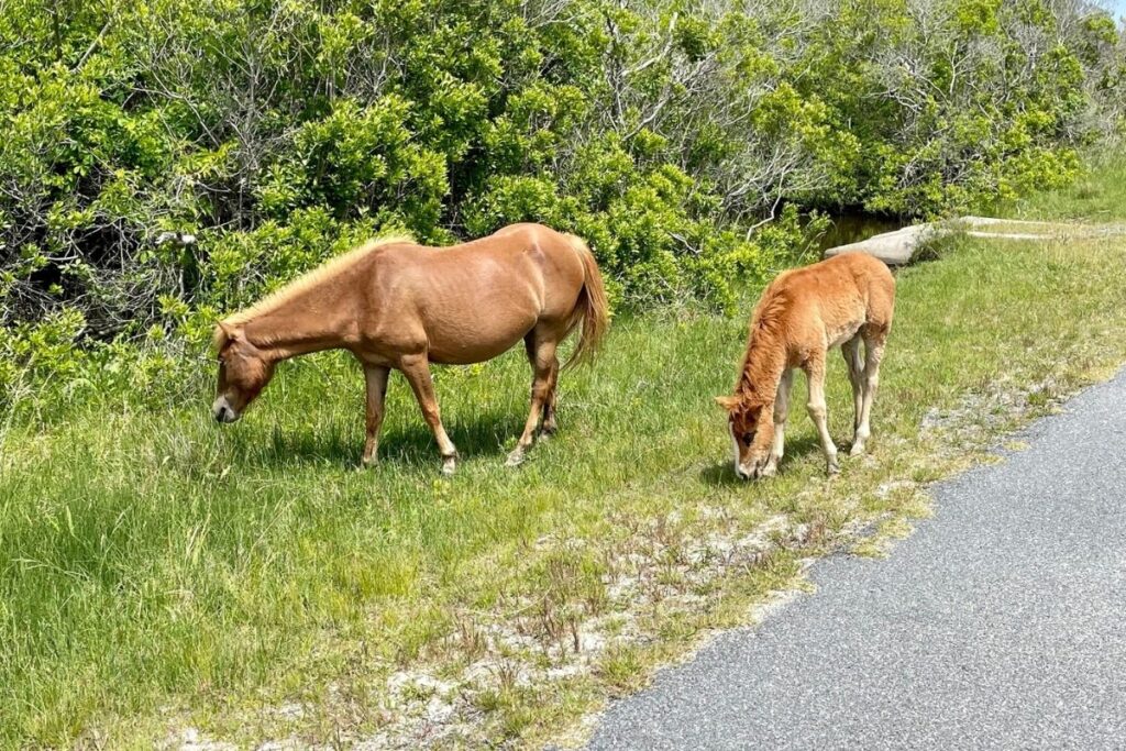 Two horses grazing at the side of the road