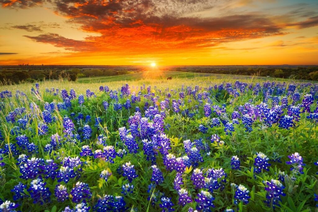 Blue flowers in a filed at sunrise