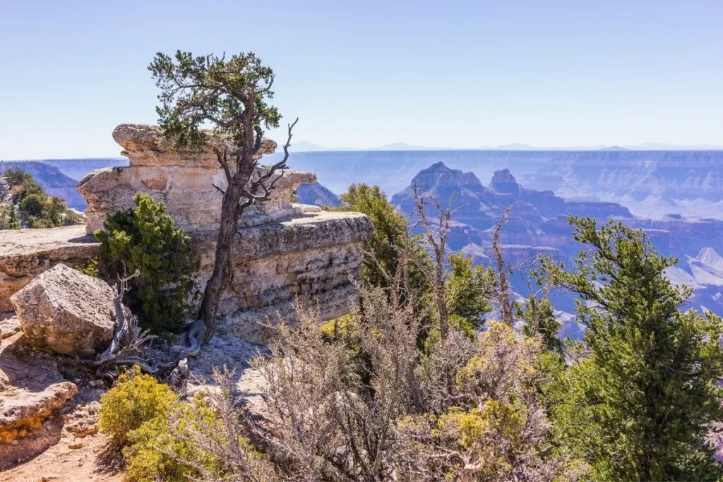 A rock and some flora near the edge of the Grand Canyon.