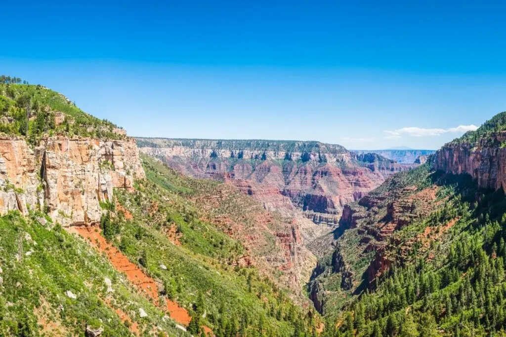 A view of the Grand canyon forests from Coconino Overlook