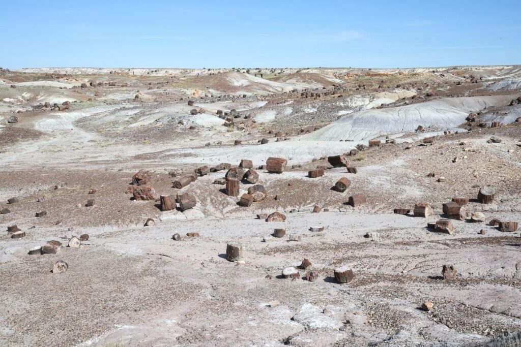 A barren landscape with pieces of petfiried wood scattered about. 