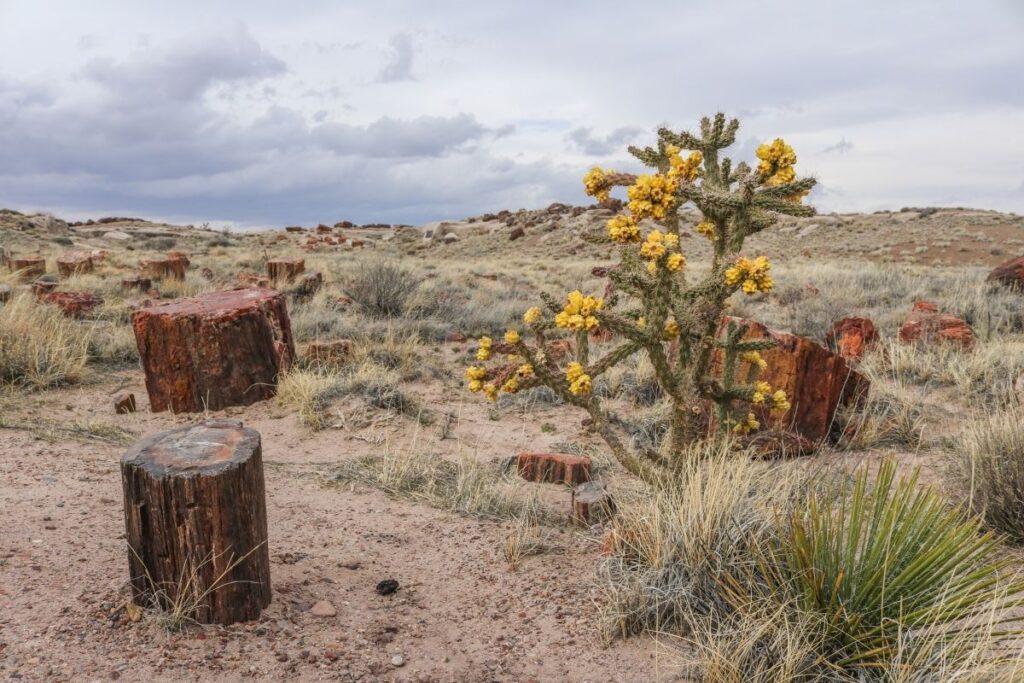A cactus with yellow blooms along with species of petrified wood. 