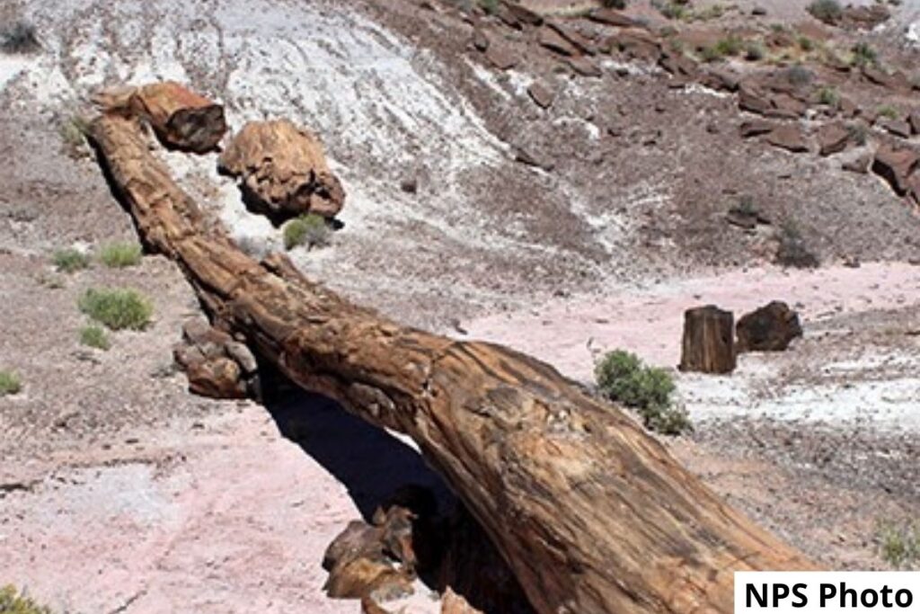 A long length of petrified log that has fallen is broken into peices. 