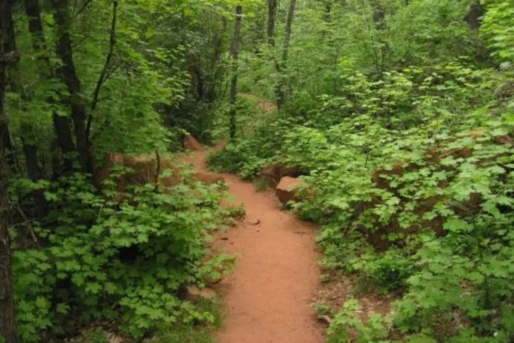 A trail goes though a green forest