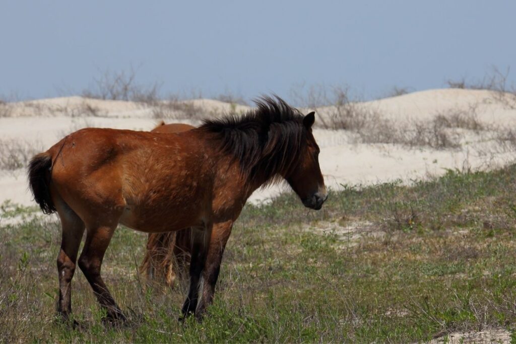 A brown pony stands in the dunes.