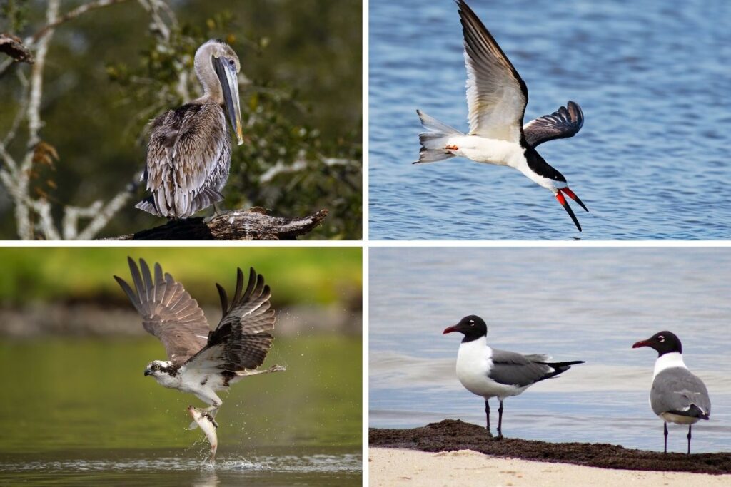 images of several birds that can be seen at Cape Lookout