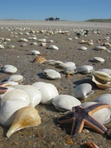 A collection of shells sitting in the sand. 
