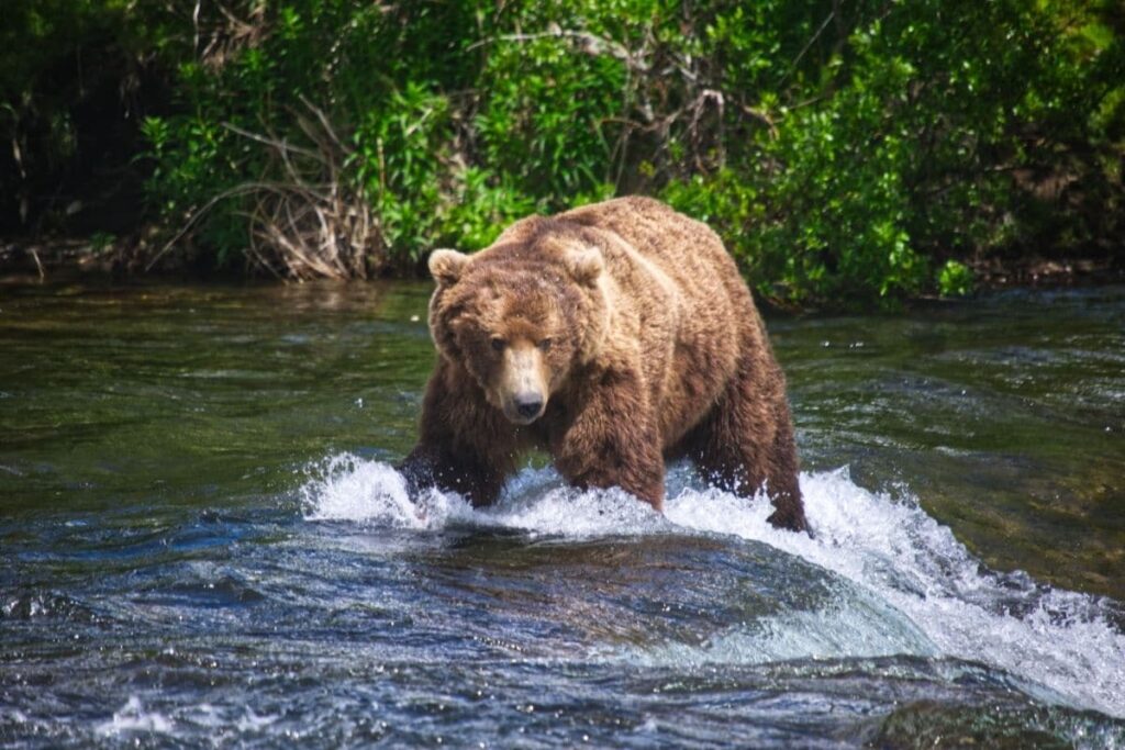 A bear in the river at Katmai
