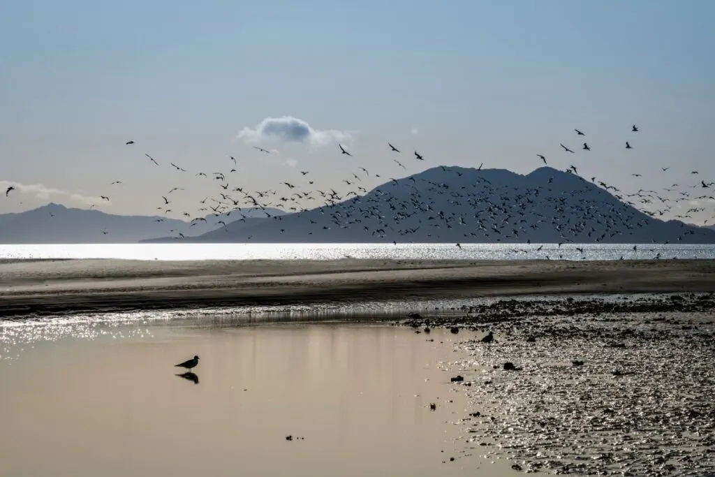 Birds flying along a sandy inlet at sunrise