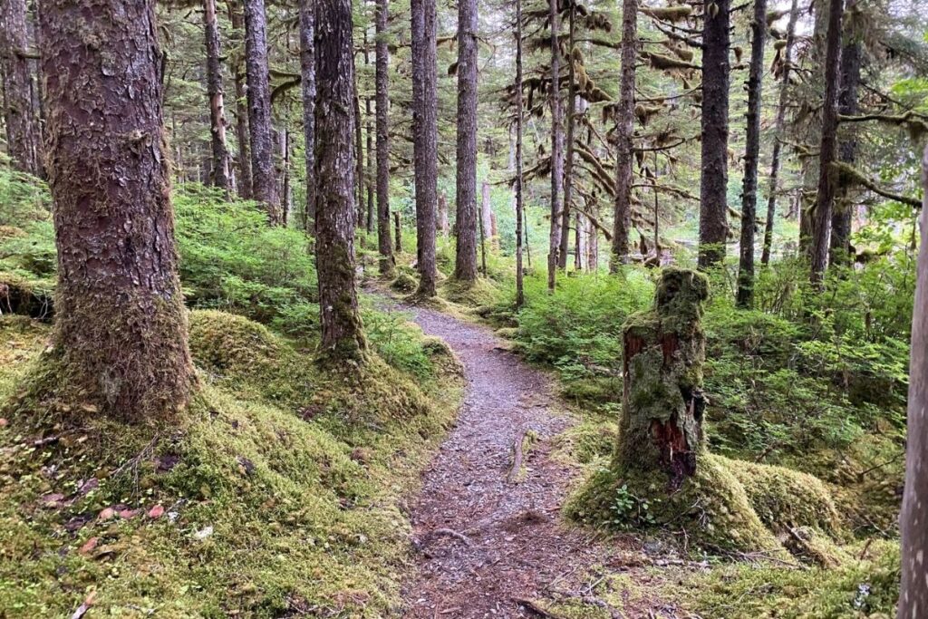 A hiking trail in a mossy forest