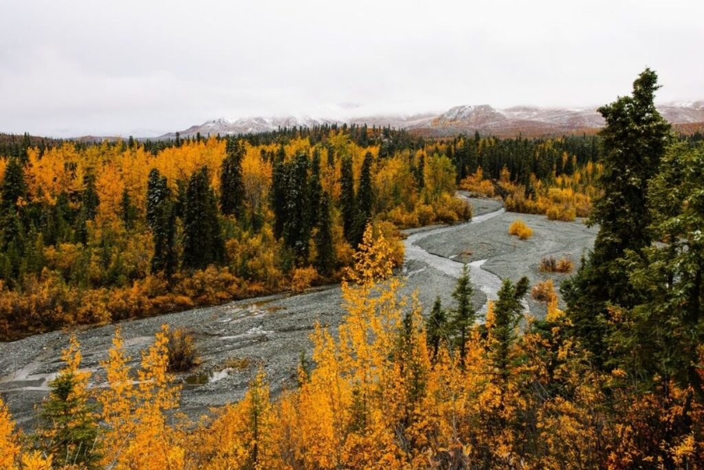 A braided river with yellow trees
