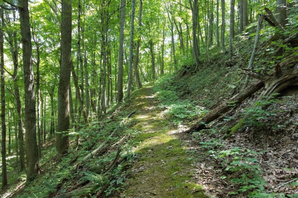 A hiking trail through a green forest