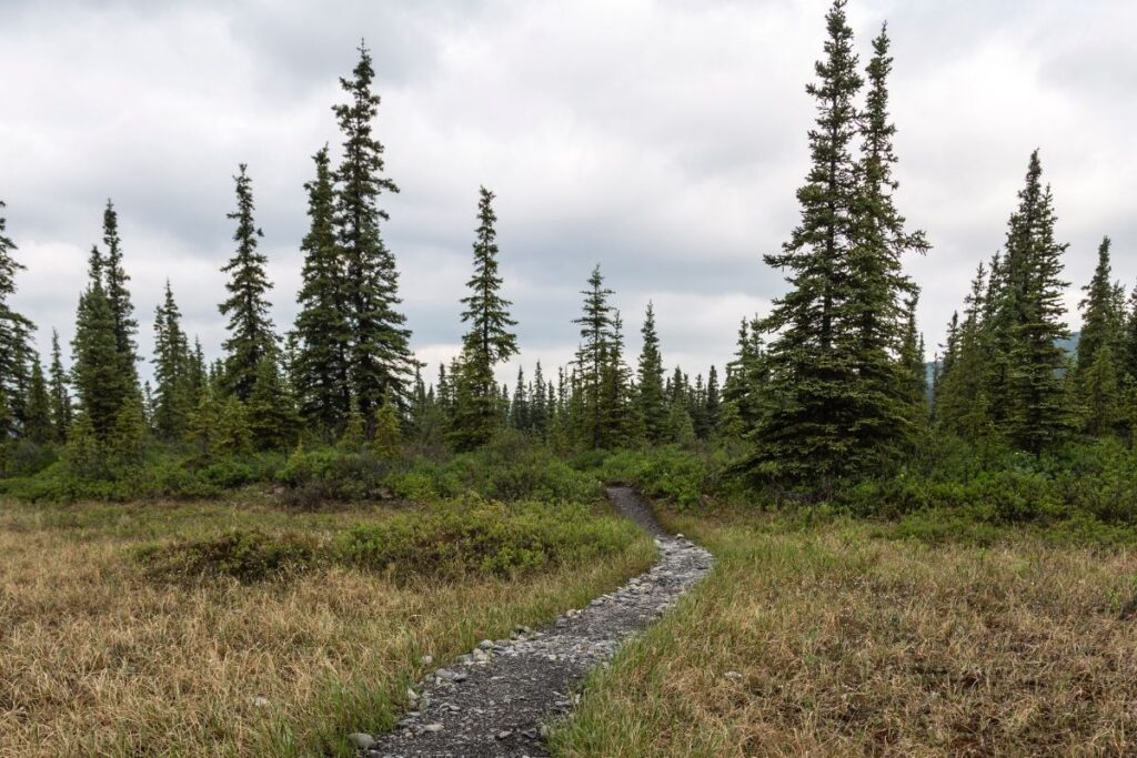 a trail into the woods of Alaska
