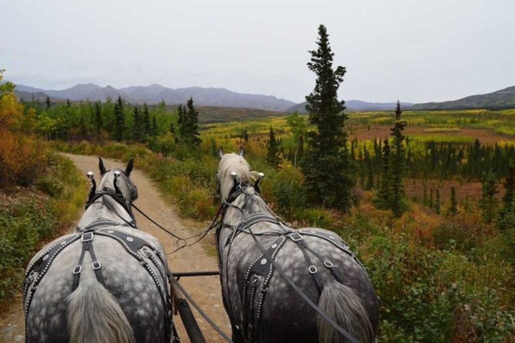 two grey horses pull a wagon in the tundra. 
