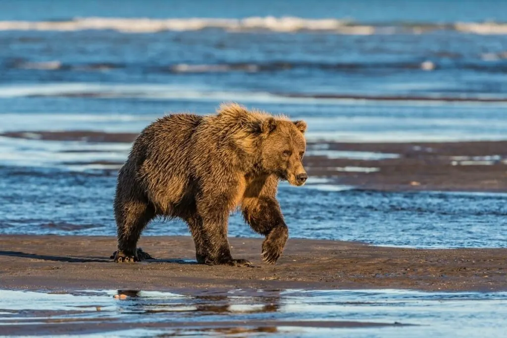 A brown bear walks on a sand bar surrounded by water. 
