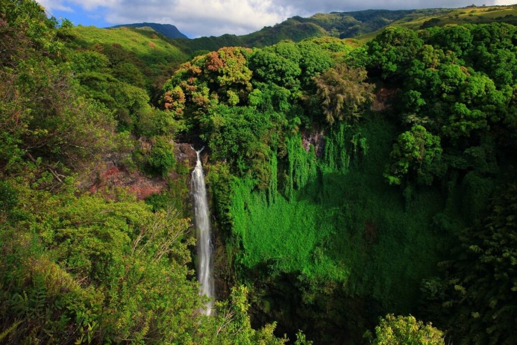a tall skinny waterfall in a tropical green rainforest.