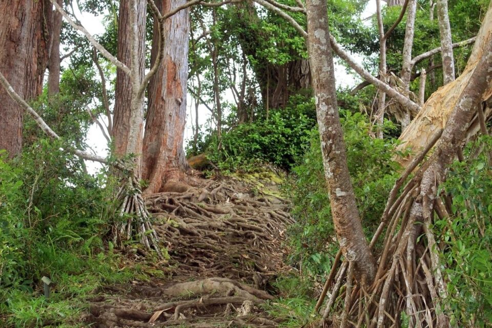 7 ABSOLUTE Best Haleakala Hikes For 2022 - National Park Obsessed