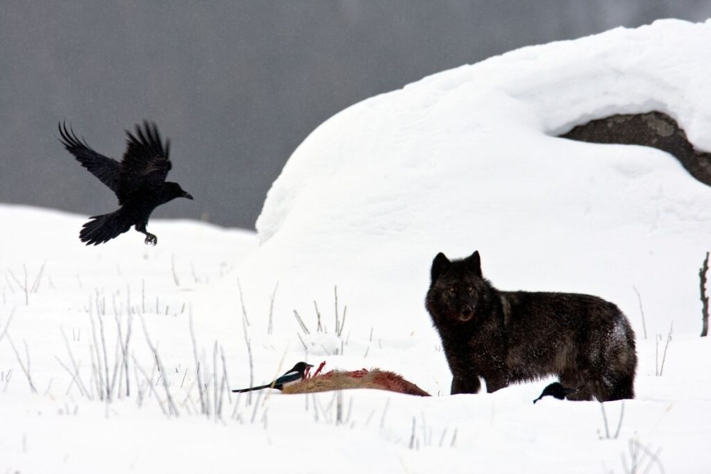 a wolf and a raven eat over a kill
