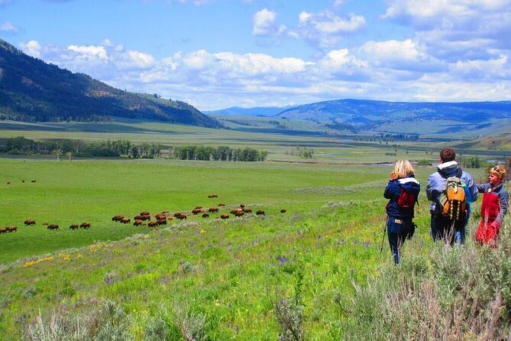 hikers looking at bison from a hill
