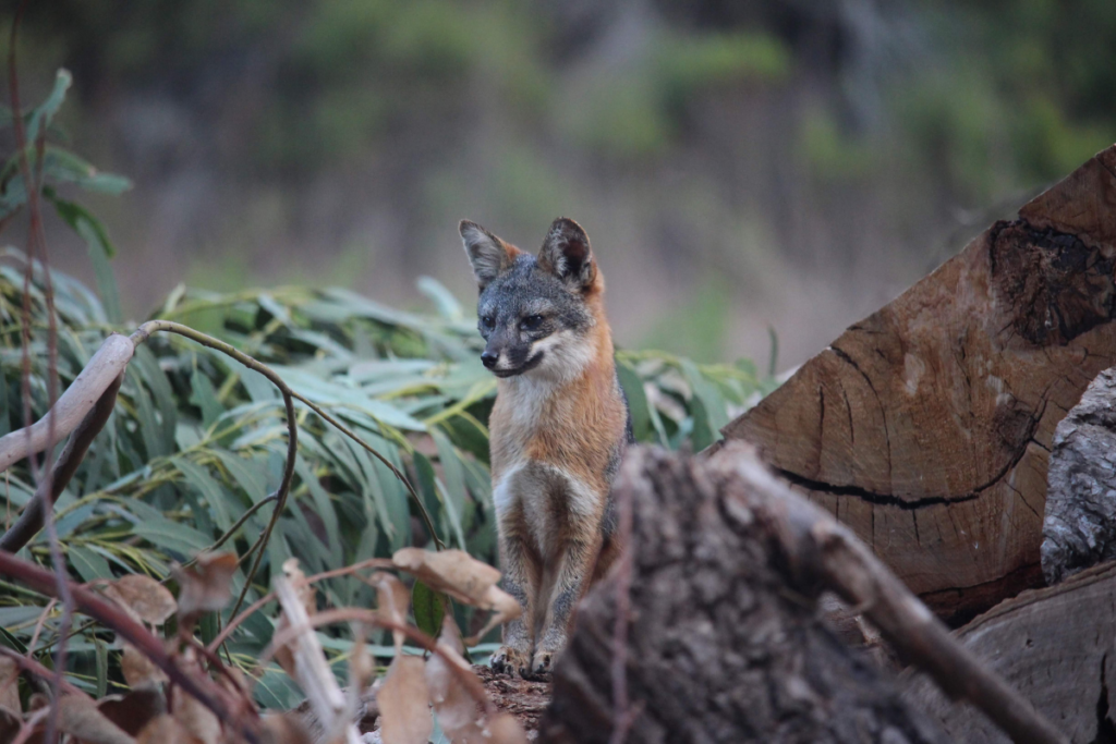 A curious Island Fox of Channel Islands National Park is always on the hunt natural prey or your unattended lunch!