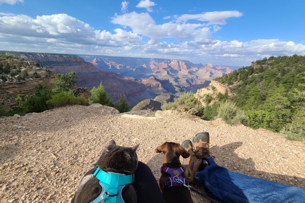 Cats can enjoy National Parks too! A furry family soaking in the views of Grand Canyon National Park.