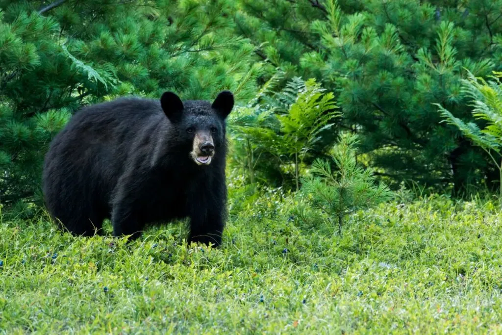 A black bear stands in the grass.