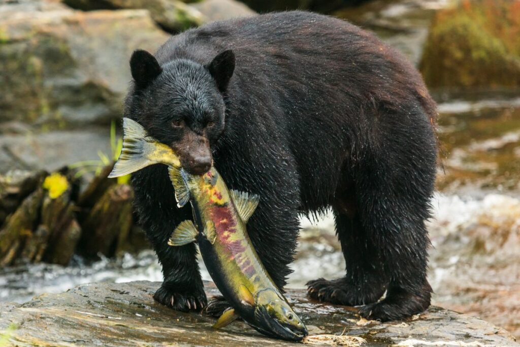 A black bear with a salmon.  