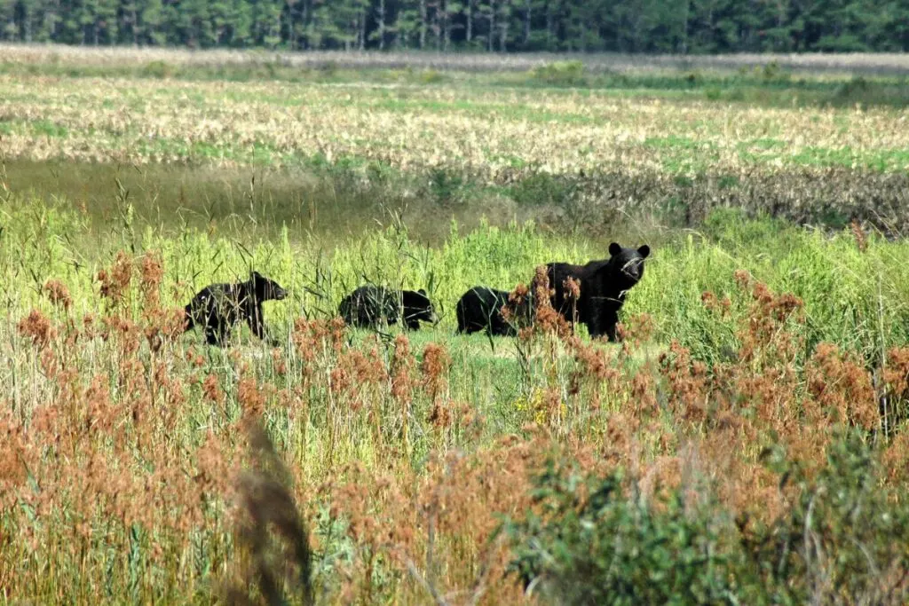 A black bear leads her cubs across the Alligator River National Wildlife Refuge, NC