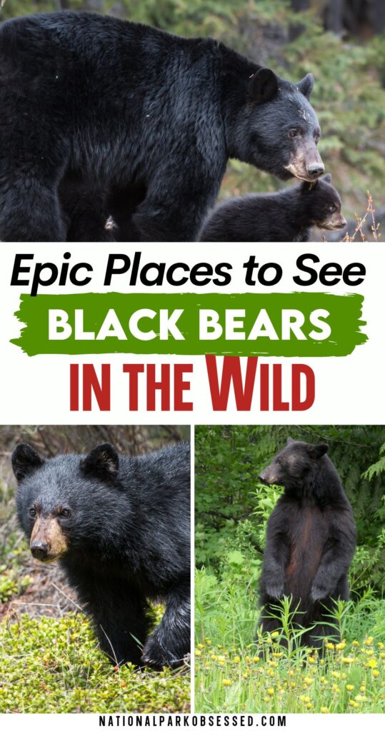 Want to see a black bear in the wild? Click HERE to learn about the best places to see black bears in the United States.

best place to see black bears / bear national park / best place to see black bears in Alaska / best place to see black bears in Alaska / black bear locations map / where do black bears live	/ black bears in us	/ bears glacier national park / bears in america