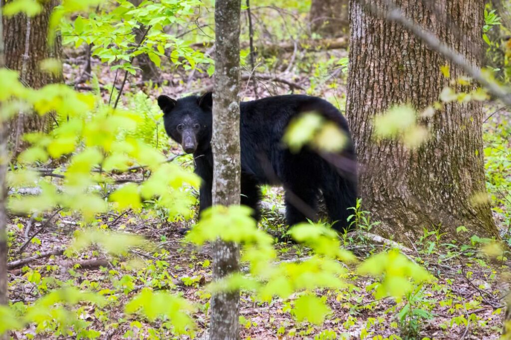 A black bear standing in the woods looking  at the camera.