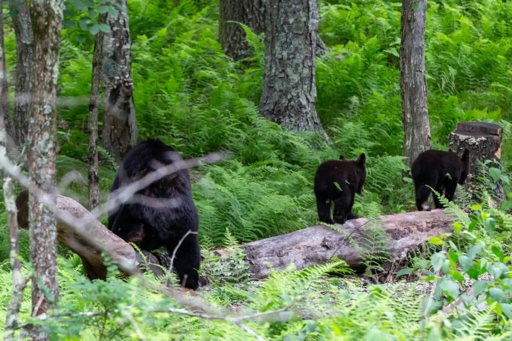A female black bear and her two cubs walking along a log on the ground. 