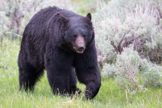 10 Best Places To See Black Bears In The USA - National Park Obsessed