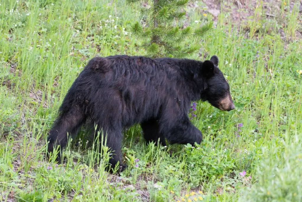 A black bear walks along a hillside. 