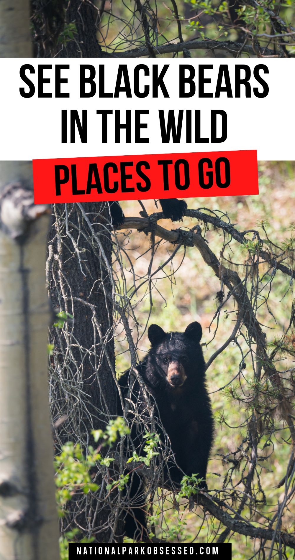 10 Best Places To See Black Bears In The USA National Park Obsessed