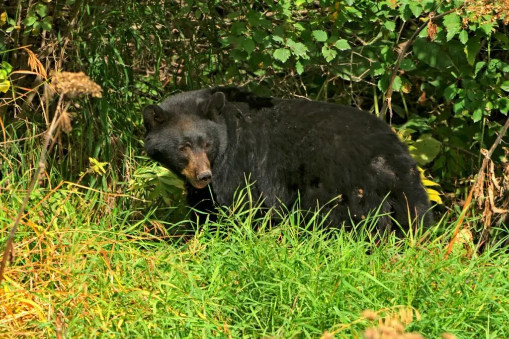 A black bear standing in the shade 