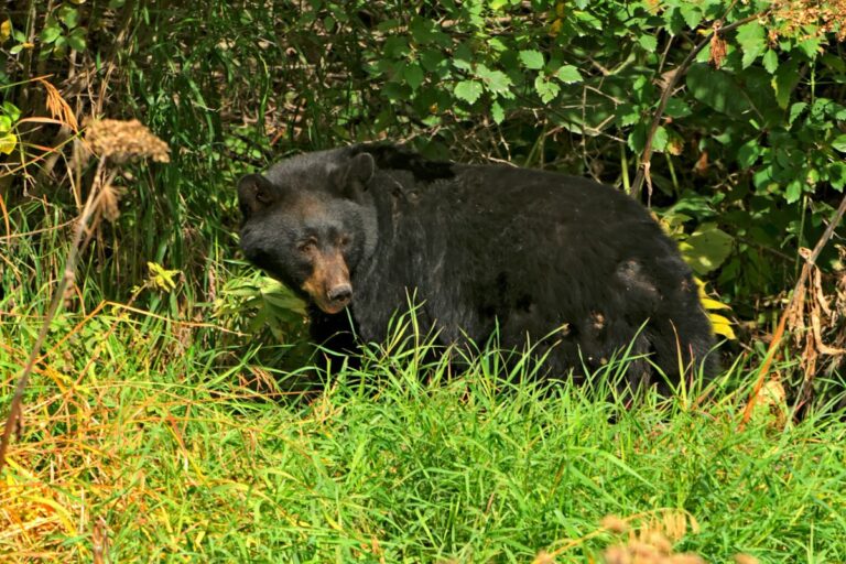 10 Best Places To See Black Bears In The USA - National Park Obsessed