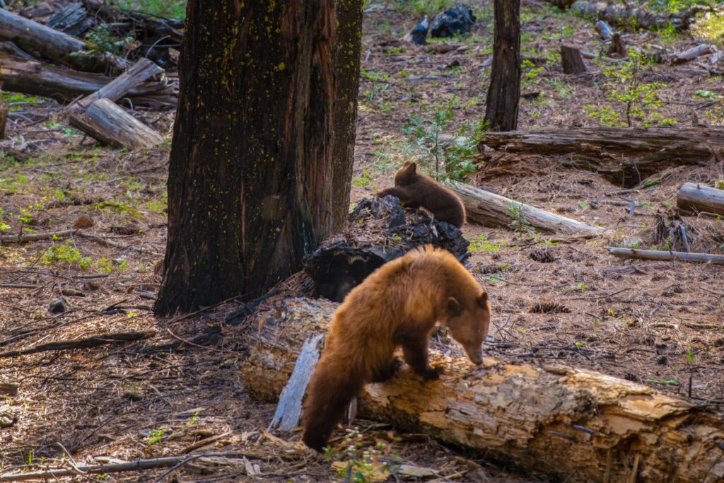 A cinnamon black bear and her cub on a log.
