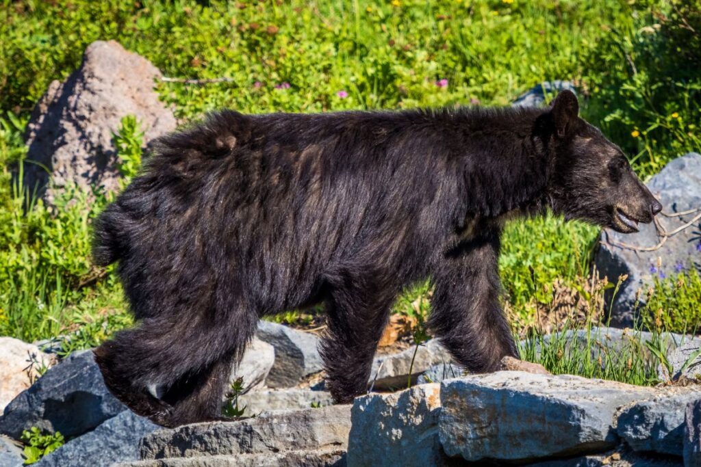 A shaggy black bear walks on rocks