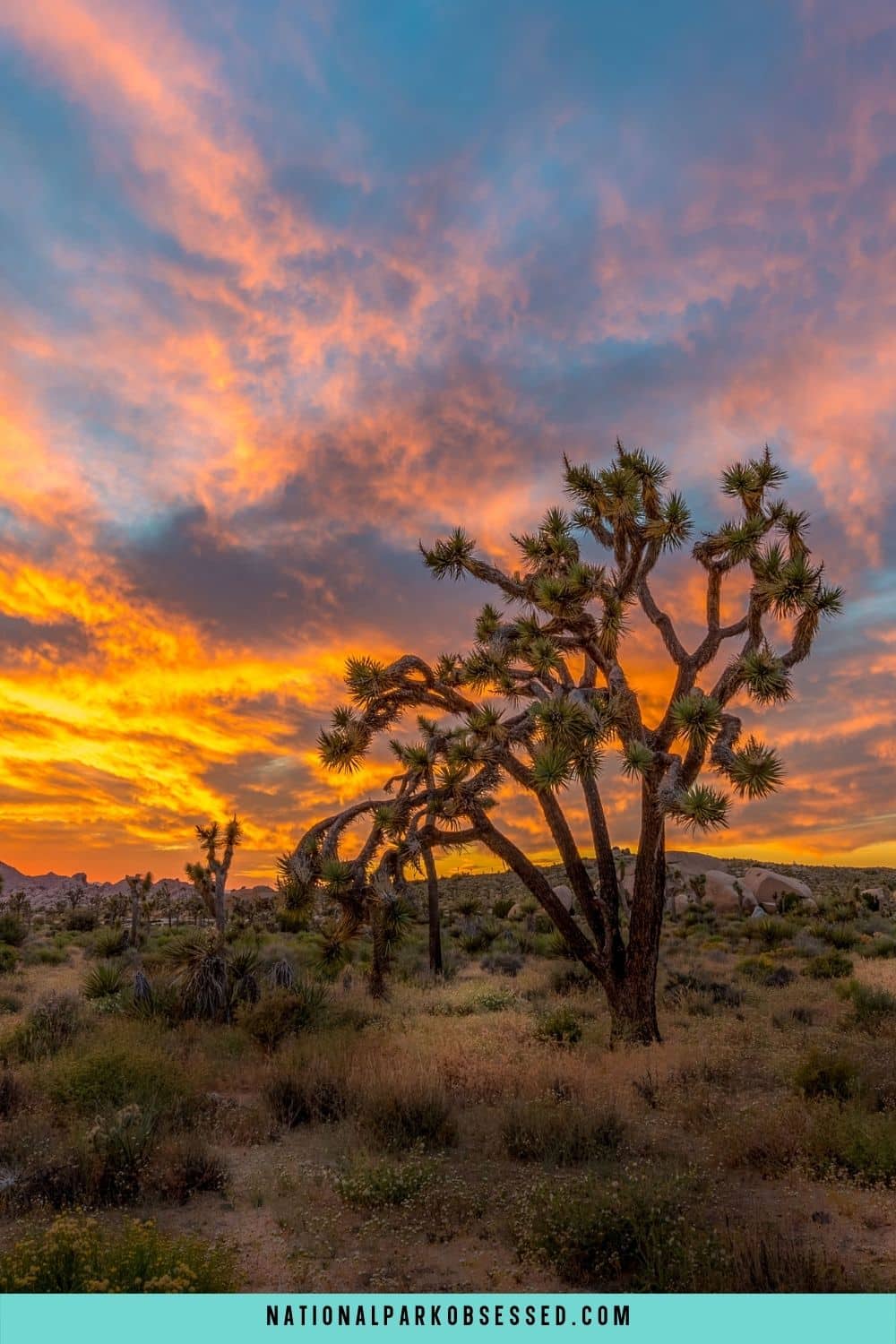 Joshua Tree Glamping: 16 Best Glamping In Joshua Tree National Park In ...