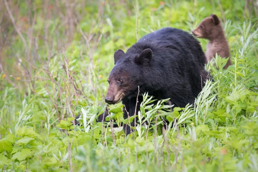 A female black bear with her brown cub. 