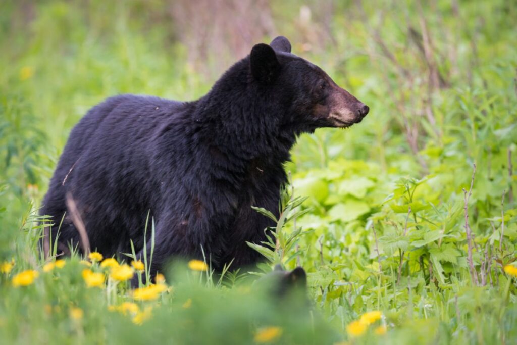 A black bear standing tall and looking at something.  