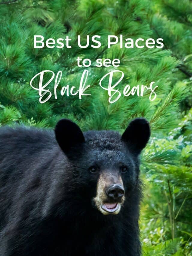 10 Best Places to See Black Bears in the USA
