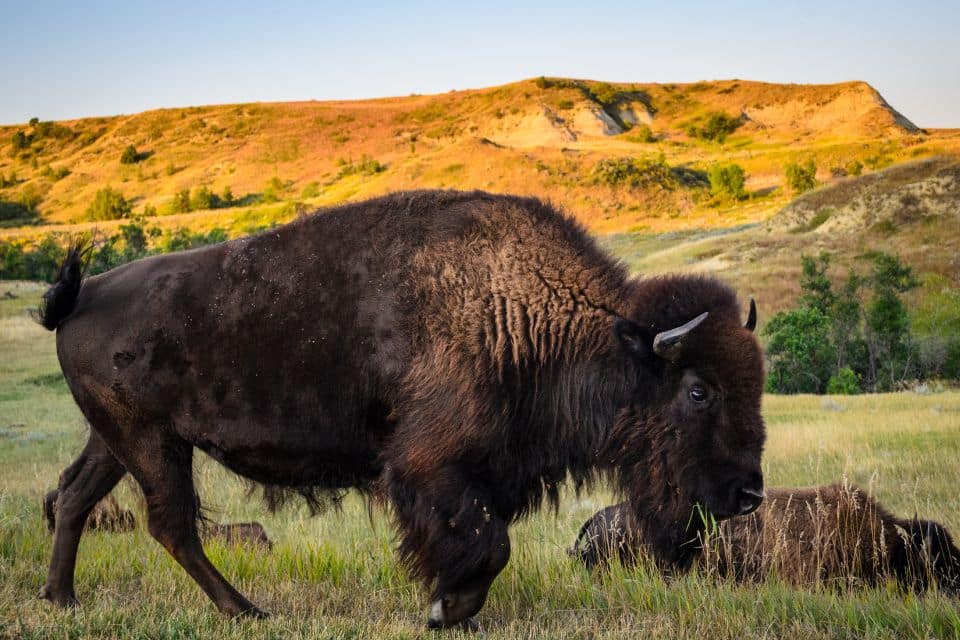 a bison in the badlands