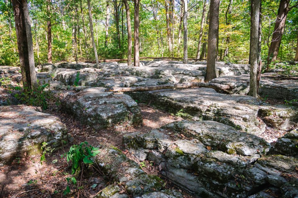 A rocky area in the woods