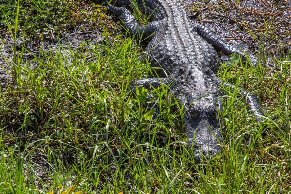 an alligators in the grass