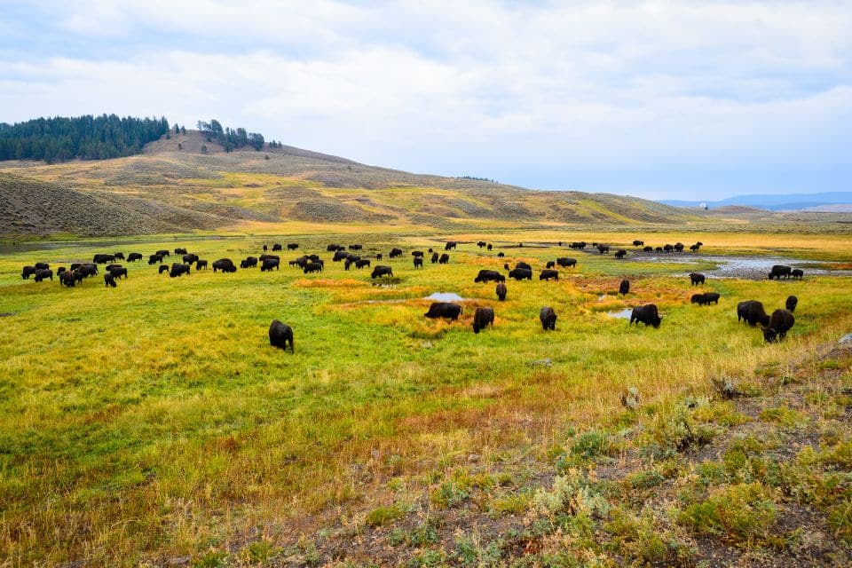 Some bison in a field 