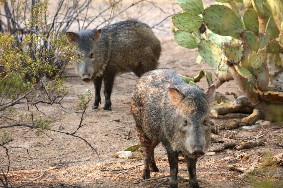 Two javelinas foraging on a dry, rocky terrain with sparse vegetation and prickly pear cacti in the foreground.